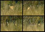 (09) deer montage.jpg    (1000x720)    526 KB                              click to see enlarged picture